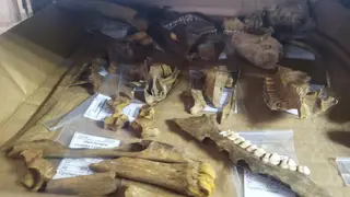На стройплощадке новой поликлиники на Пашенном найдены древнейшие орудия труда и останки животных На стройплощадке новой поликлиники на Пашенном найдены древнейшие орудия труда и останки животных