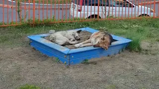 Больше 700 бездомных собак отловили на улицах Красноярска с начала года Больше 700 бездомных собак отловили на улицах Красноярска с начала года