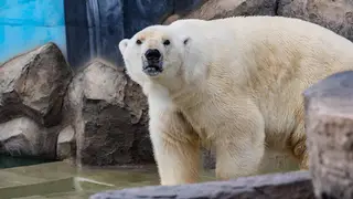 В зоопарке города Красноярска построили новые площади для медведей В зоопарке города Красноярска построили новые площади для медведей