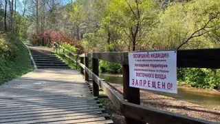 Группа туристов увидела медведя в нацпарке «Красноярские Столбы» и побоялась продолжать прогулку Группа туристов увидела медведя в нацпарке «Красноярские Столбы» и побоялась продолжать прогулку