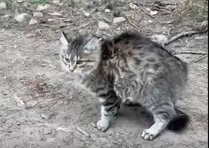 Без имени