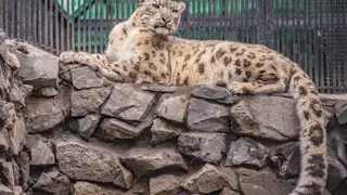 В Красноярск из Новосибирска привезут самку снежного барса В Красноярск из Новосибирска привезут самку снежного барса
