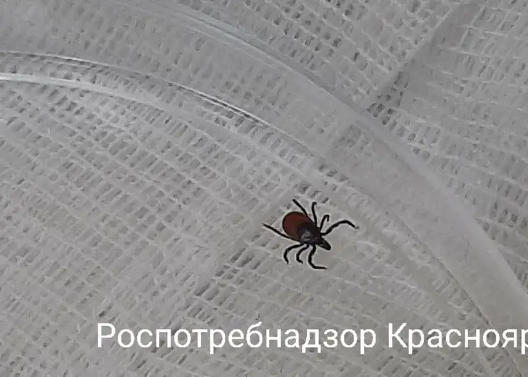 Клещи