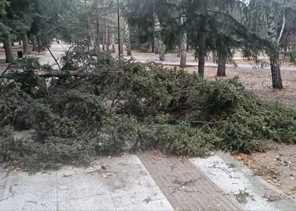 су дерево