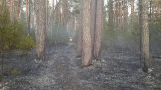 В Красноярске в Удачном локализовали пал на площади 4 гектара В Красноярске в Удачном локализовали пал на площади 4 гектара