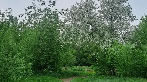 парк сквер природа лес деревья благоустройство