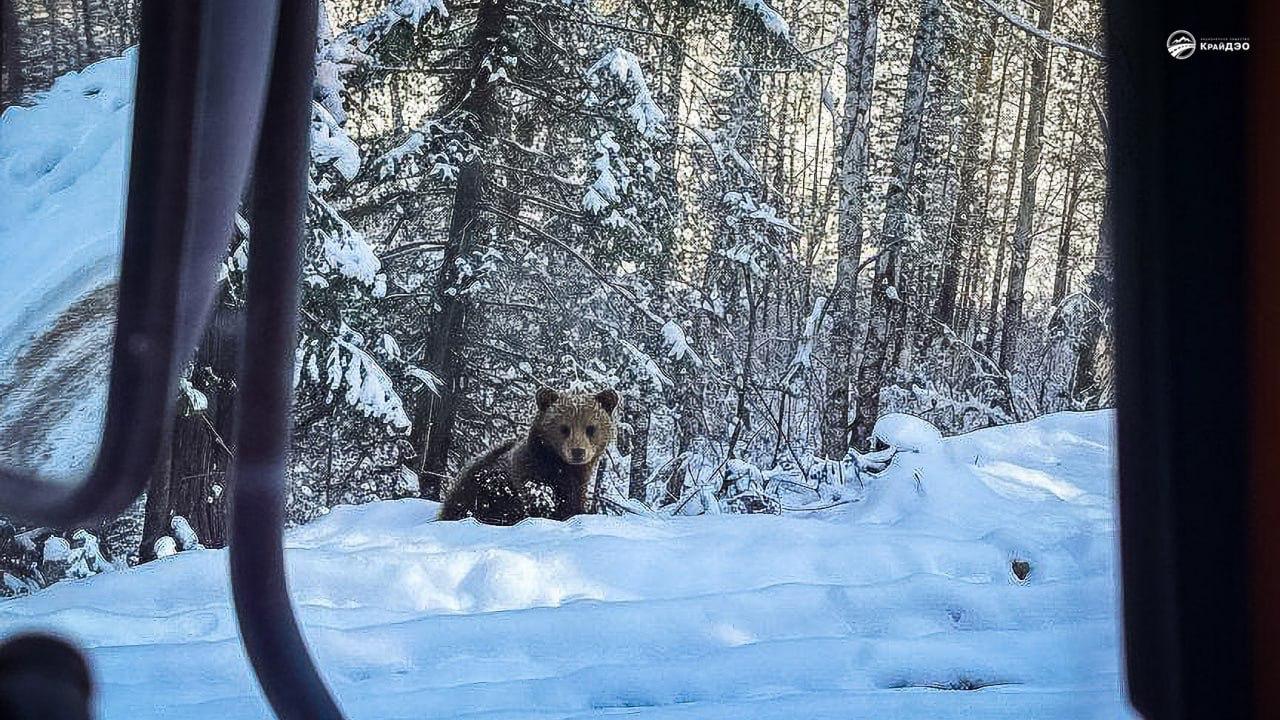 Фото: КрайДЭО