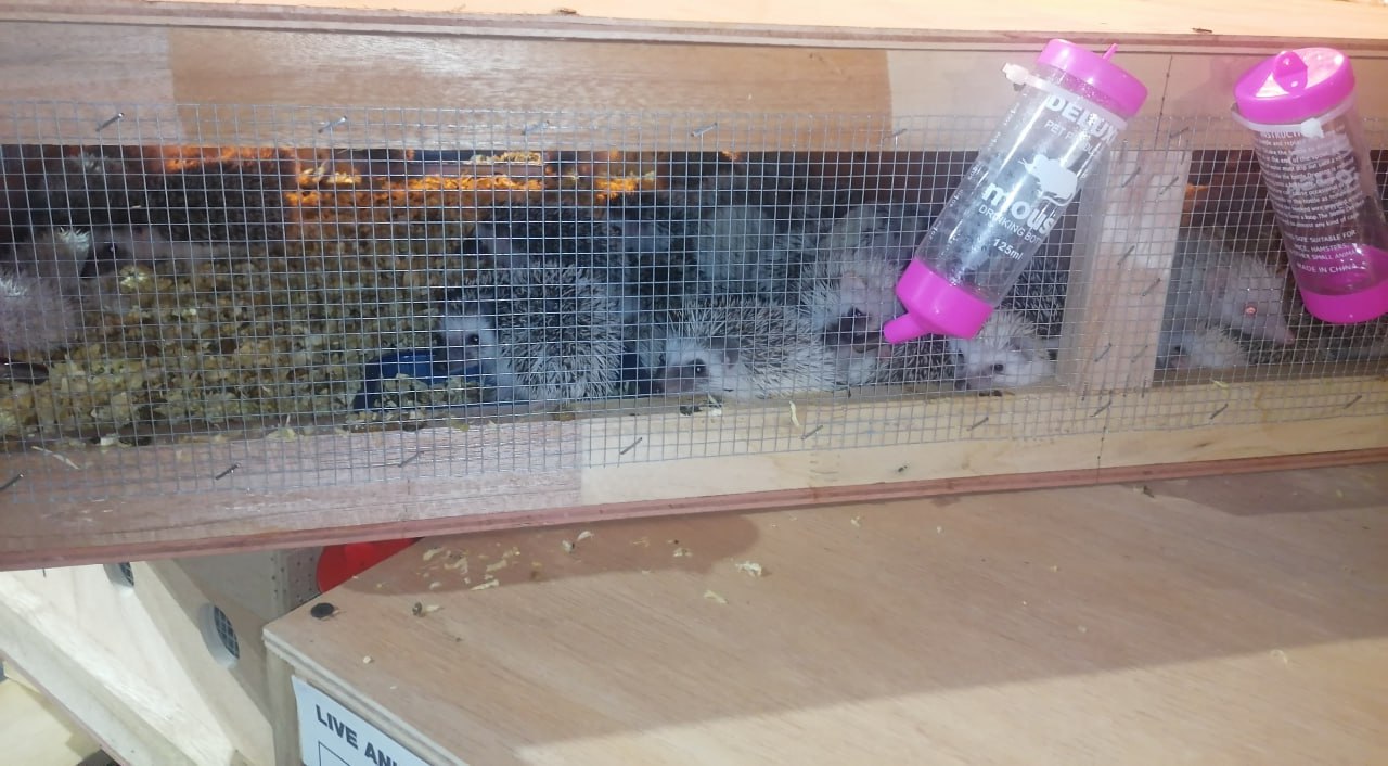 Фото: официальный канал Управления Россельхознадзора по Красноярскому краю