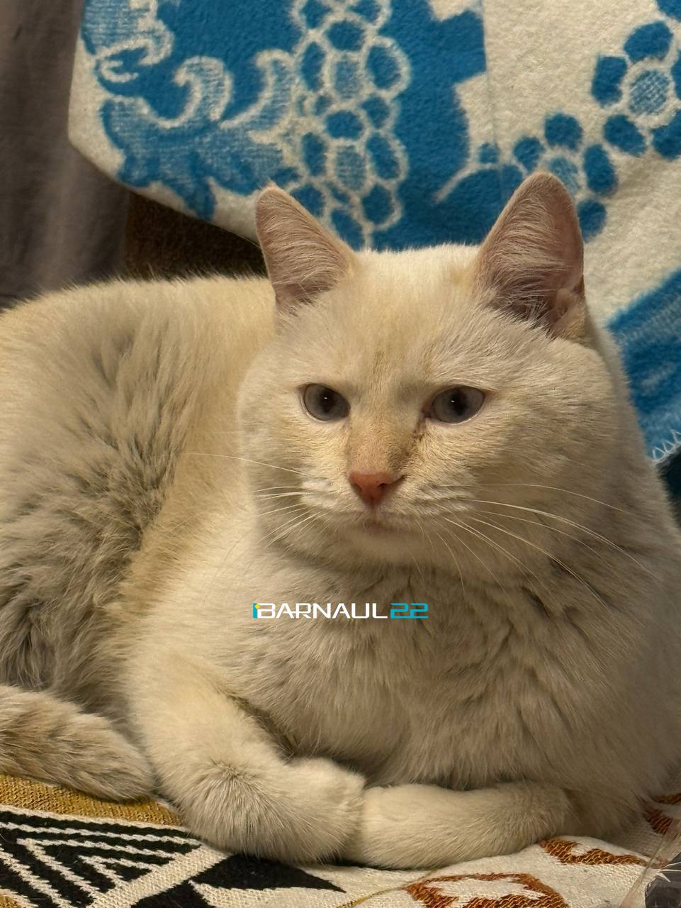 Фото: Barnaul 22