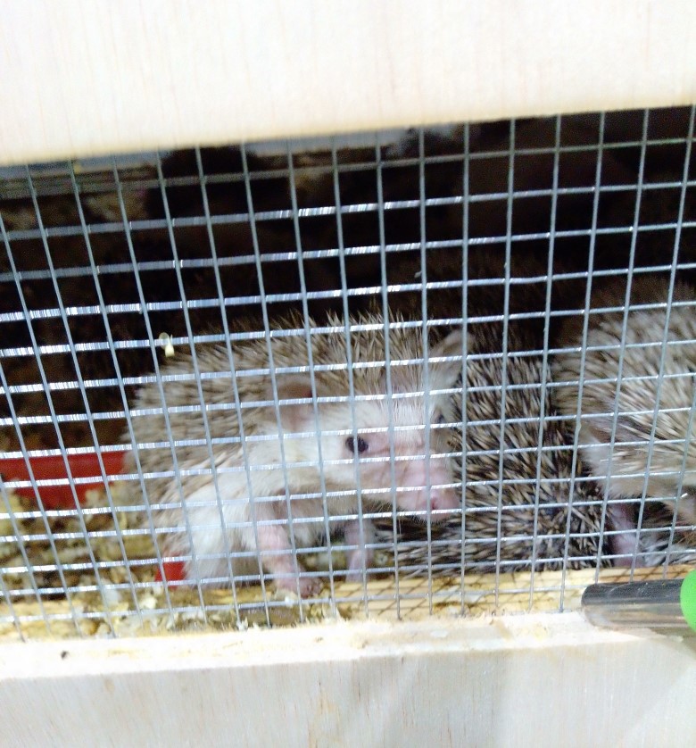 Фото: Управление Россельхознадзора по Красноярскому краю