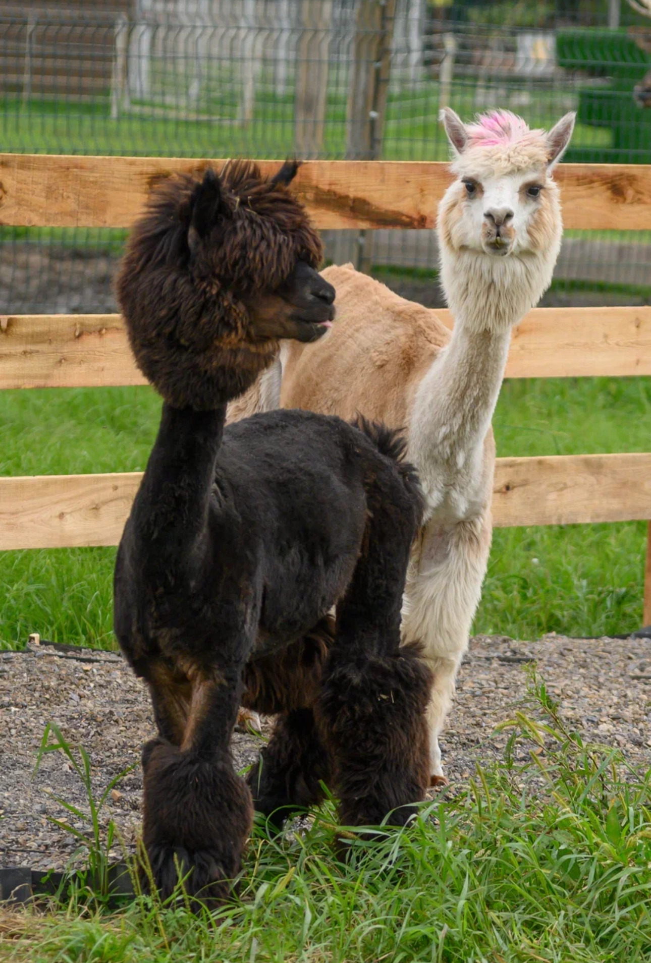 Фото: Зоопарк «Чудесный»