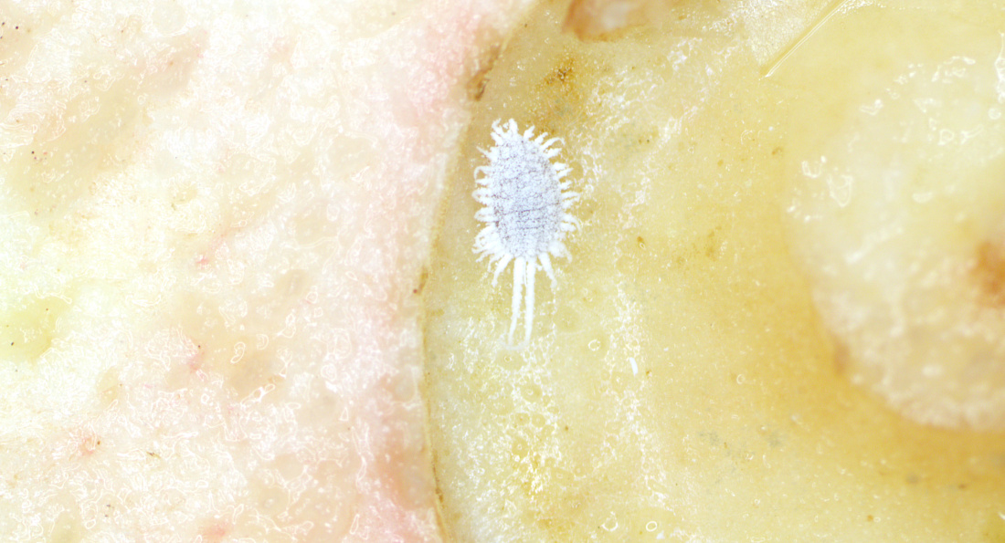 Фото: ФГБУ «ЦОК АПК»