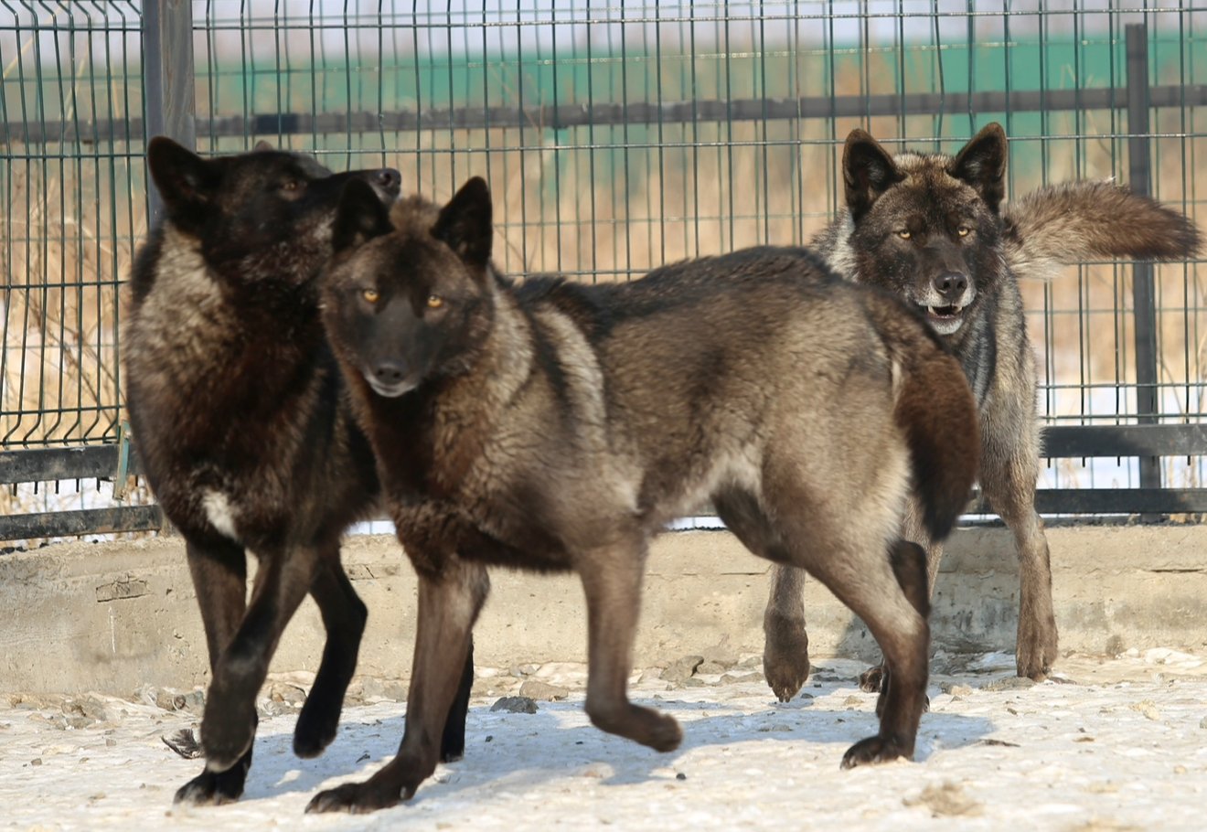 Фото: Зоопарк «Чудесный»