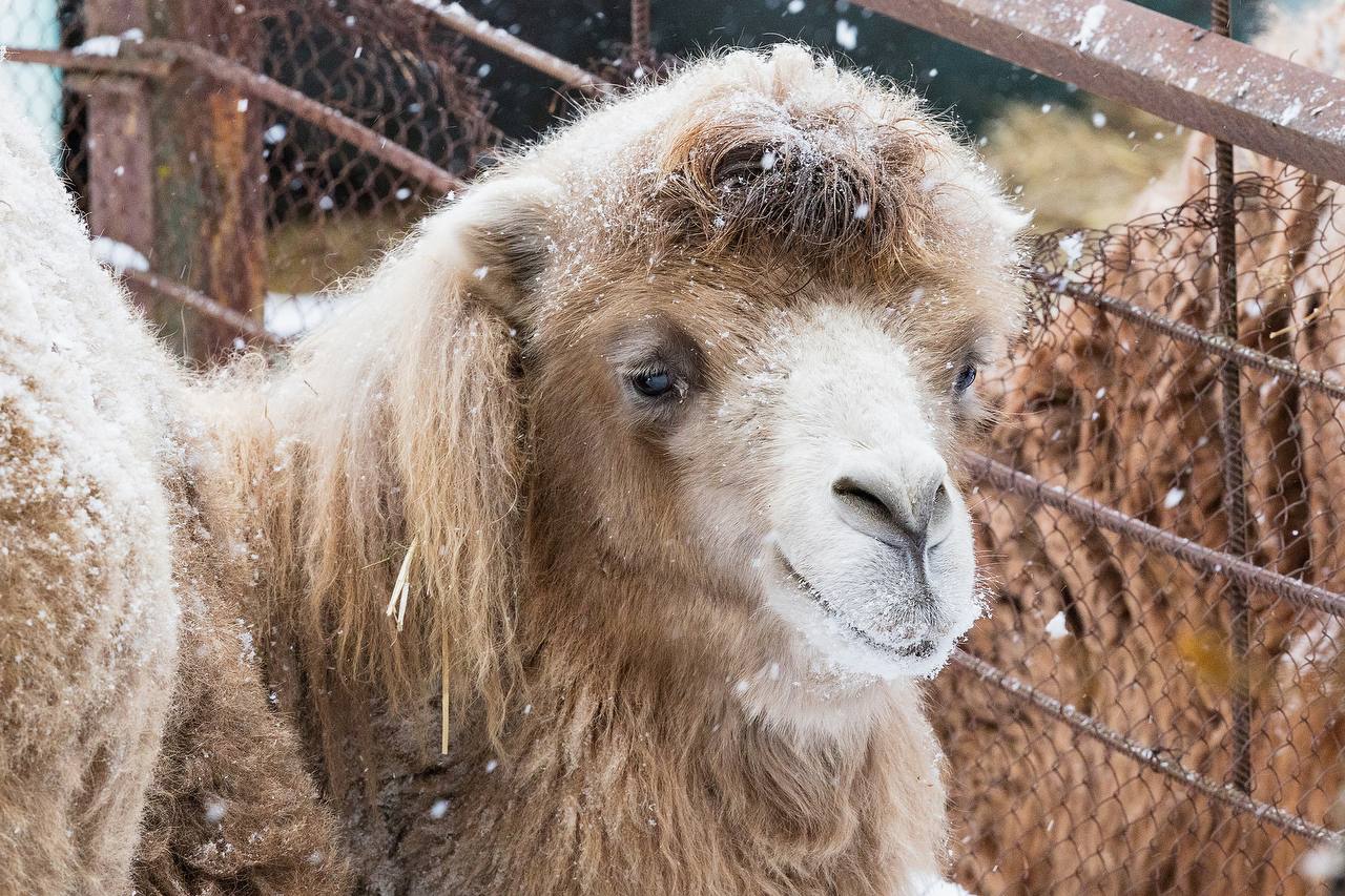 Фото: Парк «Роев ручей» Красноярск