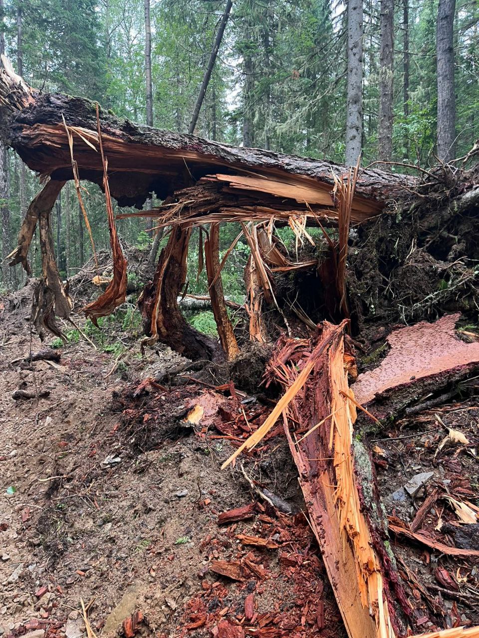 Фото: Лесопожарный центр Красноярского края