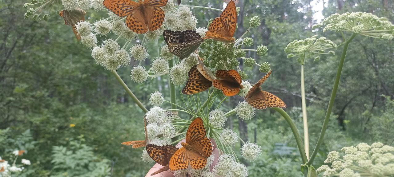 Фото: Лесопожарный центр Красноярского края