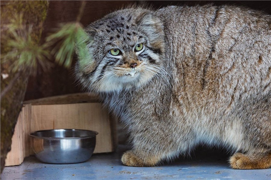 Фото: t.me/roev_ruchey