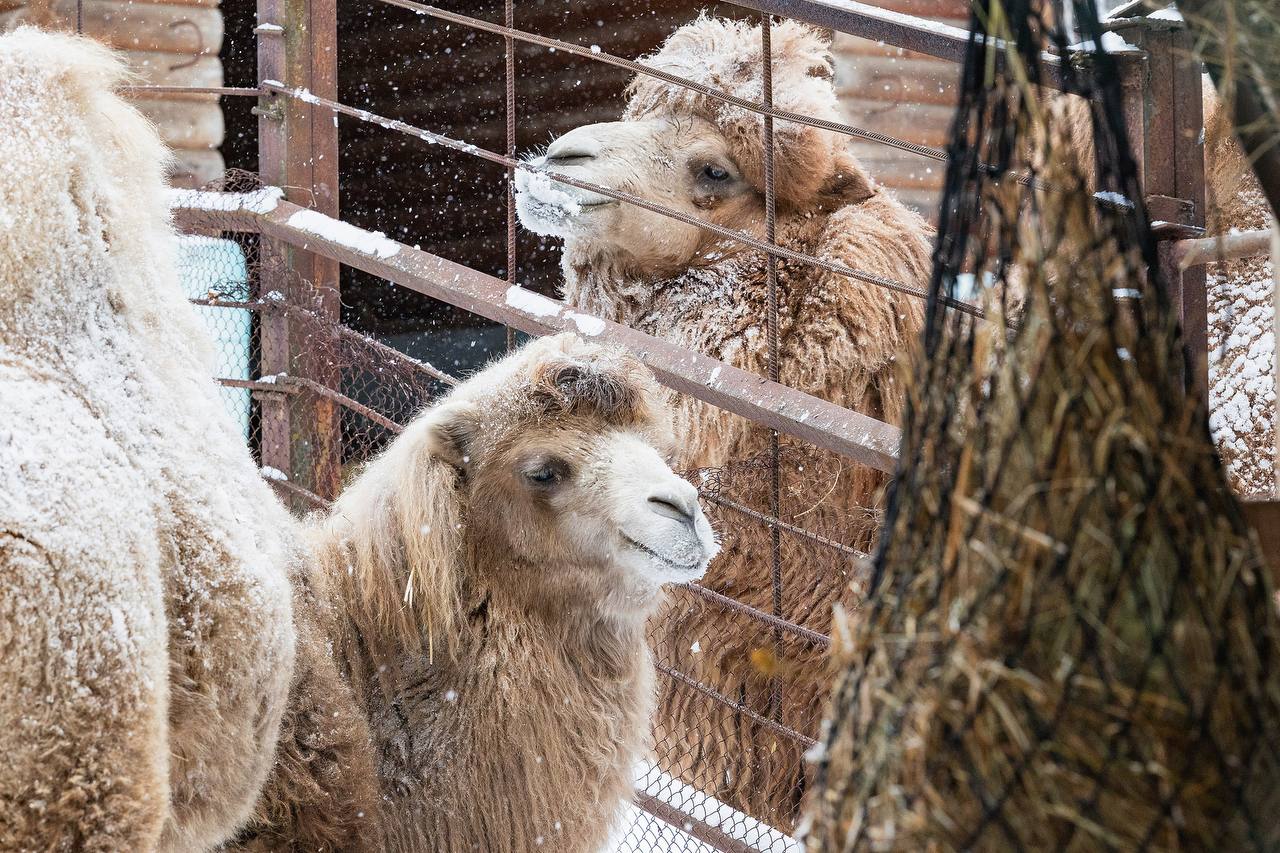 Фото: Парк «Роев ручей» Красноярск