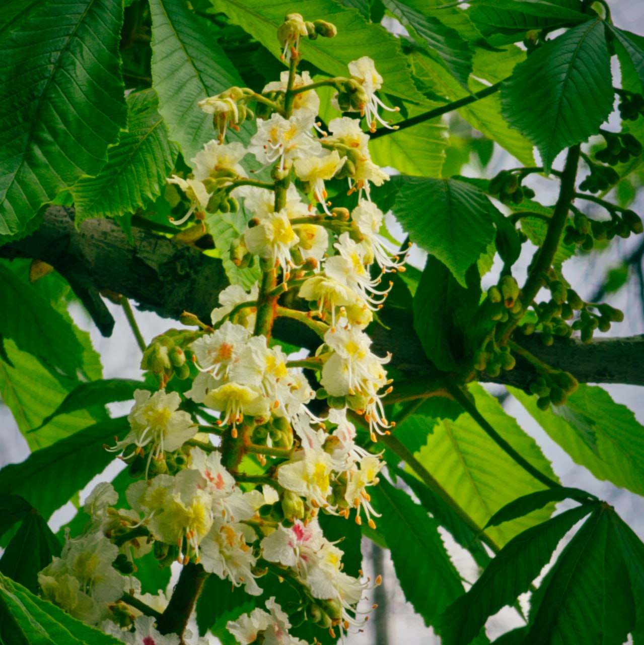 Фото: Telegram-канал «Мэрия Красноярска»