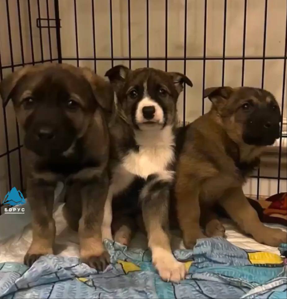 Фото: Борус. Люди / Telegram