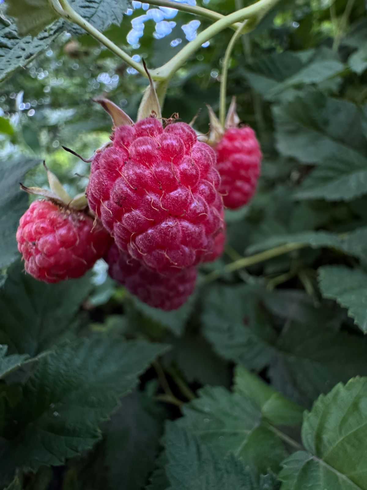 Фото: Алтайский ГАУ