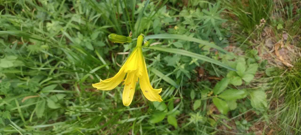 Фото: краевой Лесопожарный центр