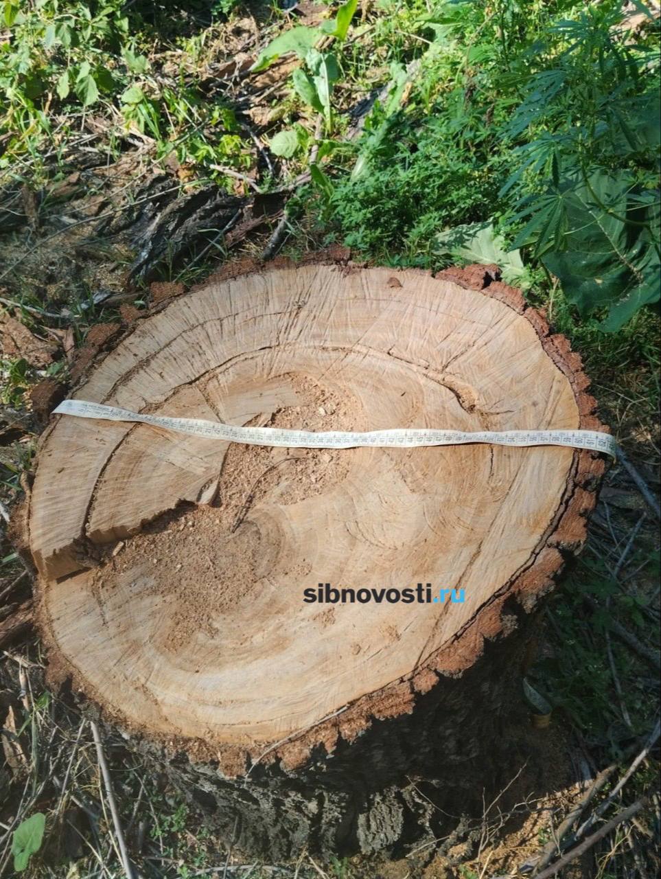 Фото: sibnovosti.ru