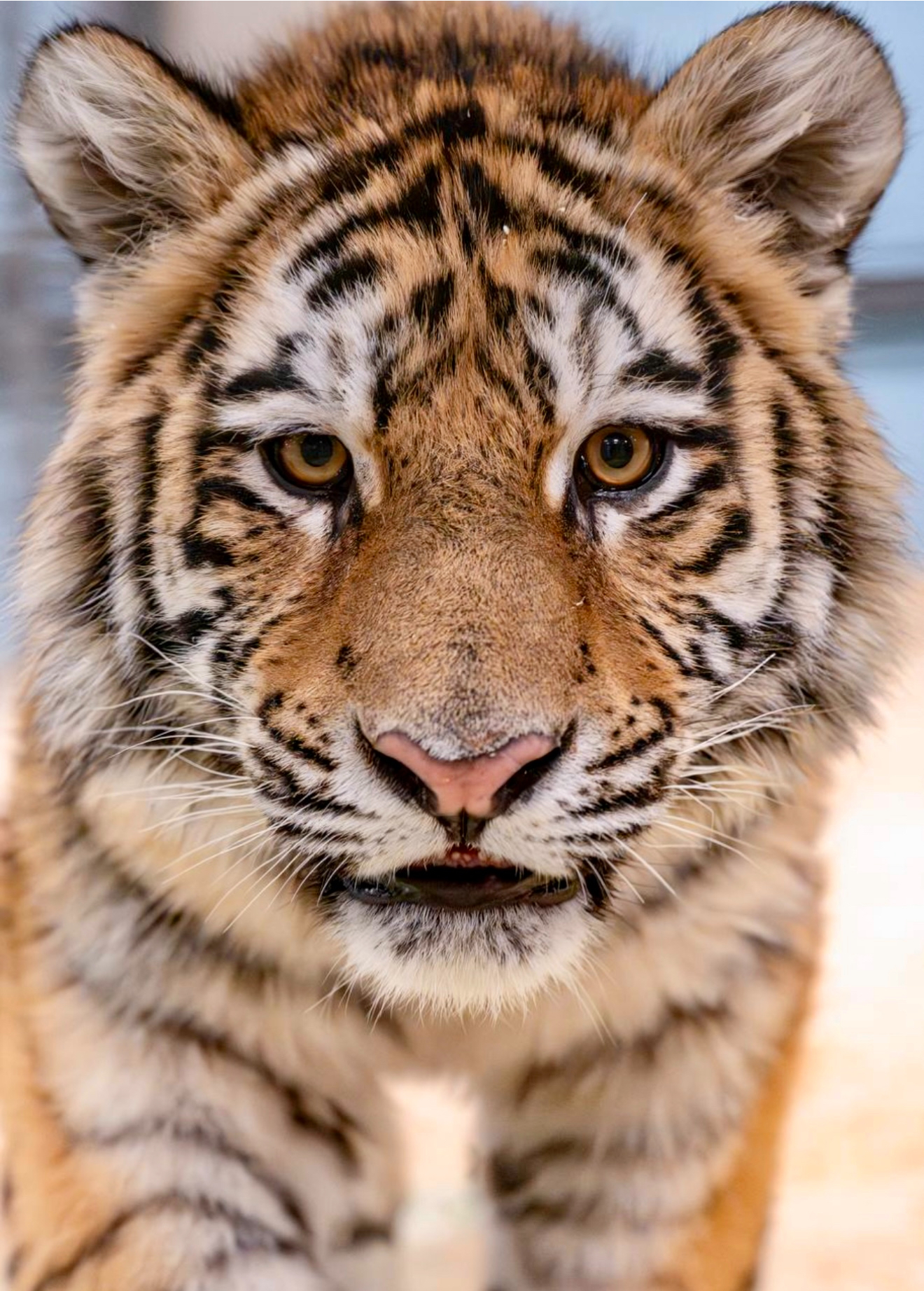 Фото: Зоопарк «Чудесный»