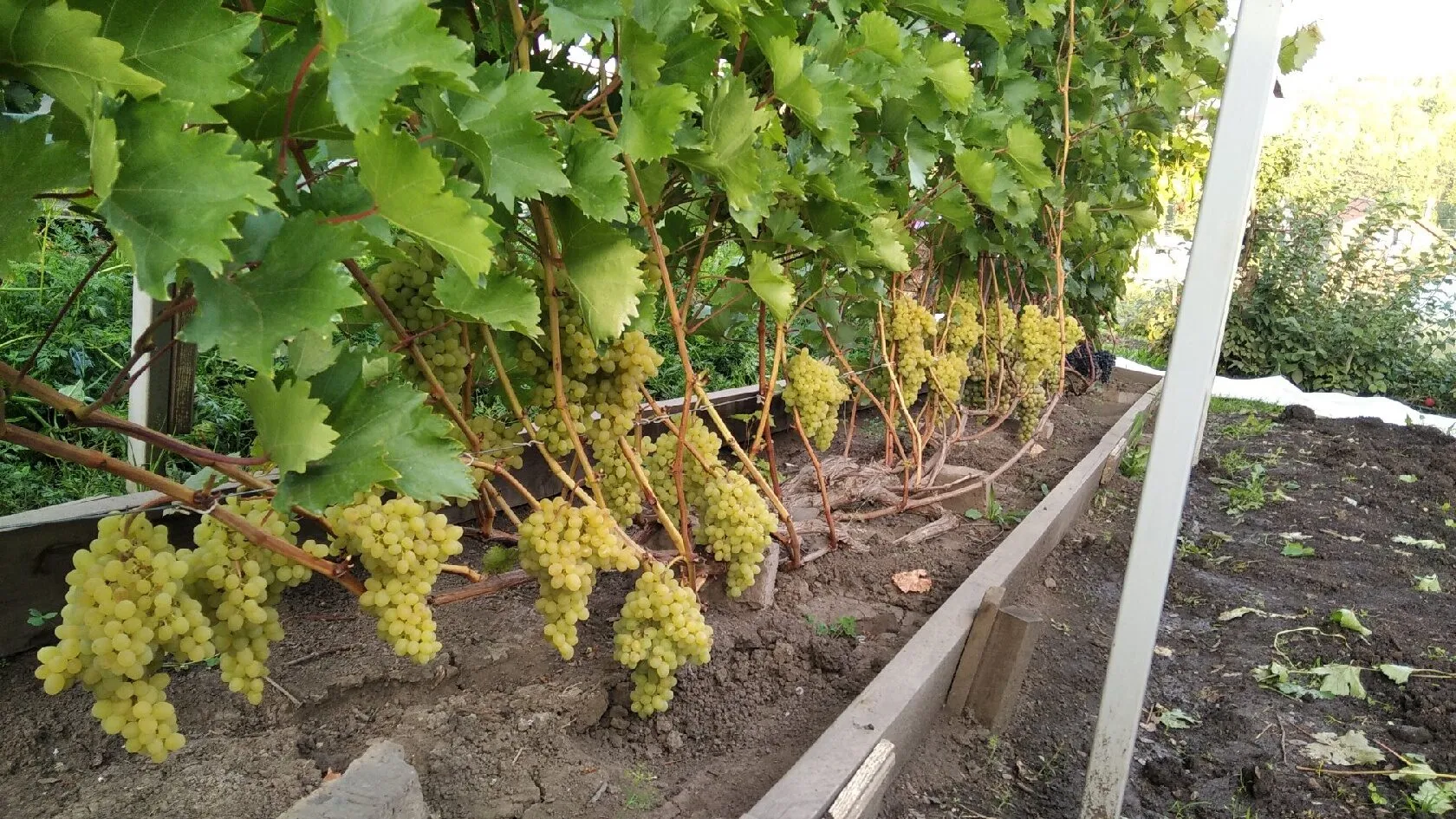 Фото: Сергей Будрис