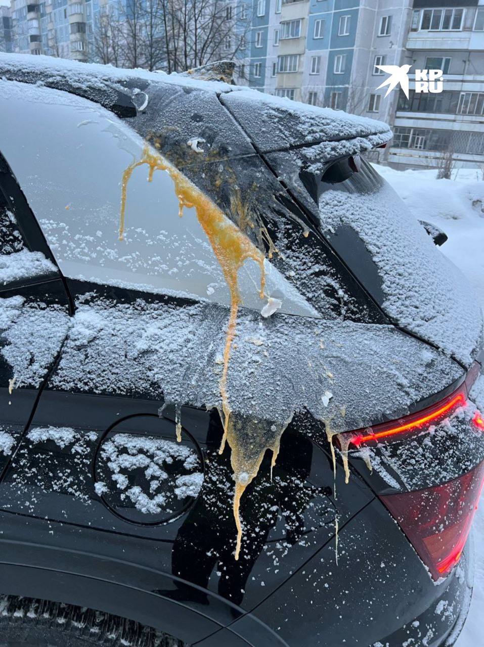 Фото: Telegram-канал «КП — Новосибирск»