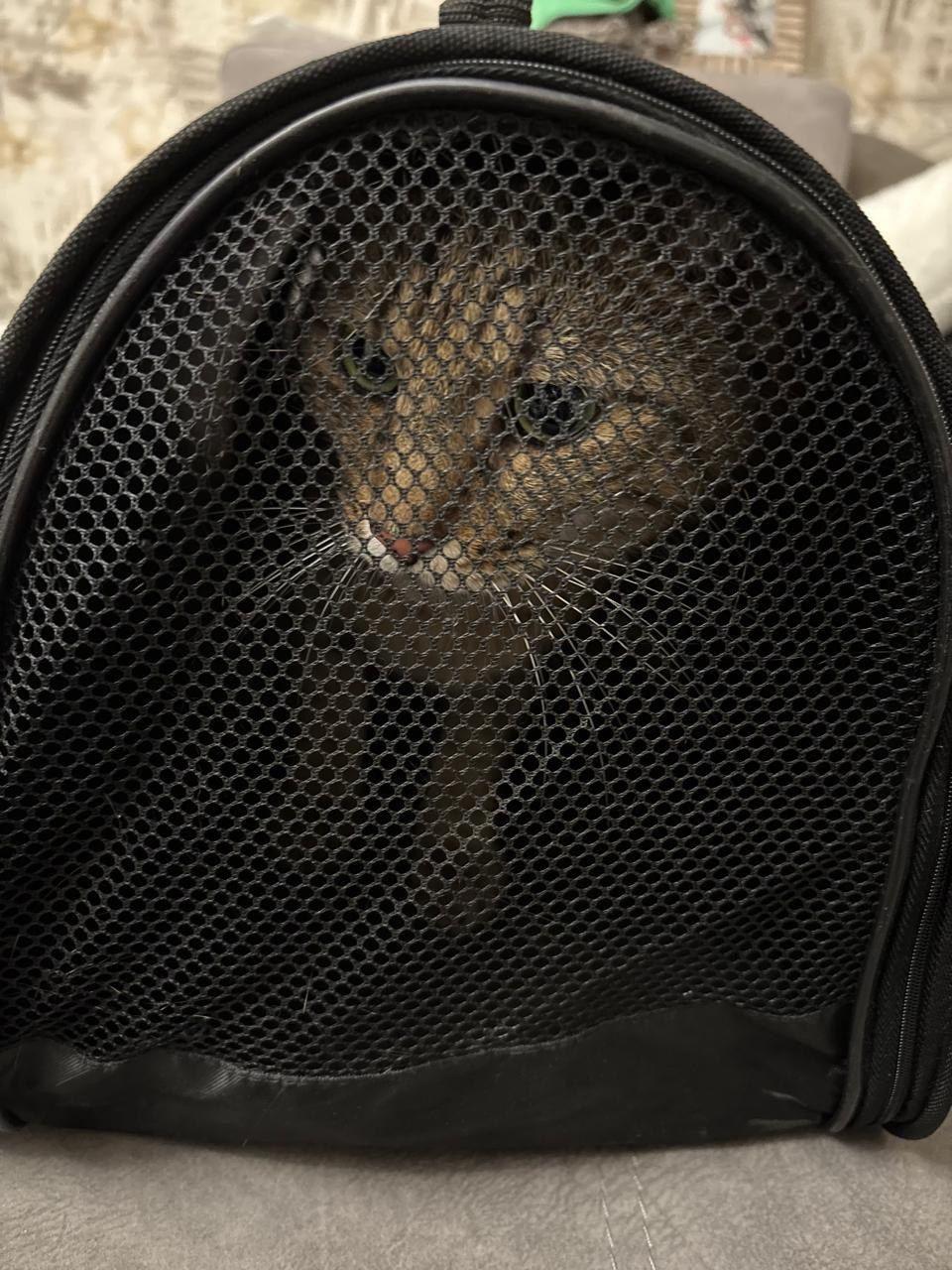 Фото: Telegram-канал «Лентач»