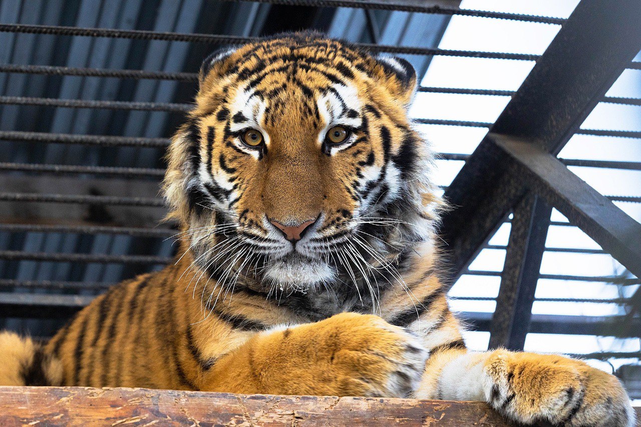 Фото: Telegram-канал «Парк «Роев ручей» Красноярск»