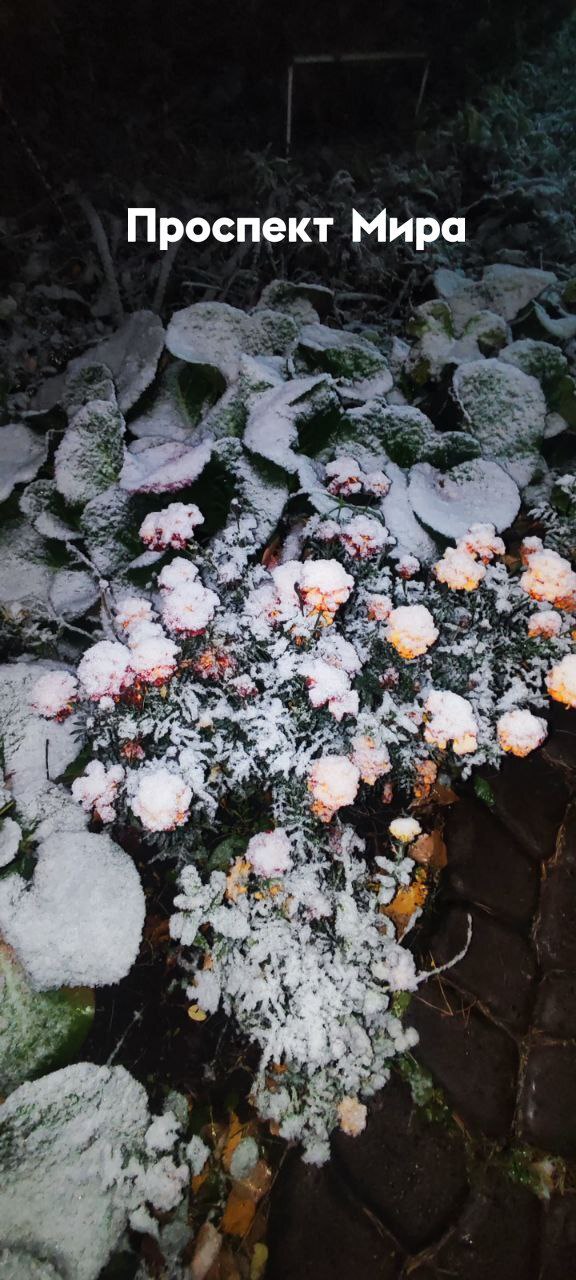 Фото: Проспект мира