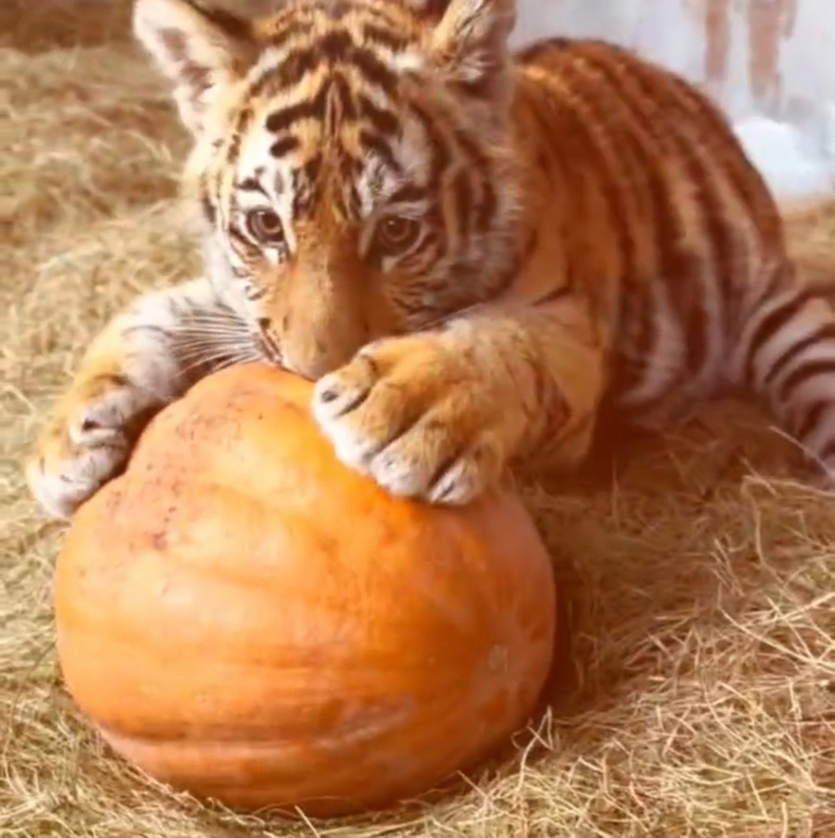 Фото: Зоопарк «Чудесный»