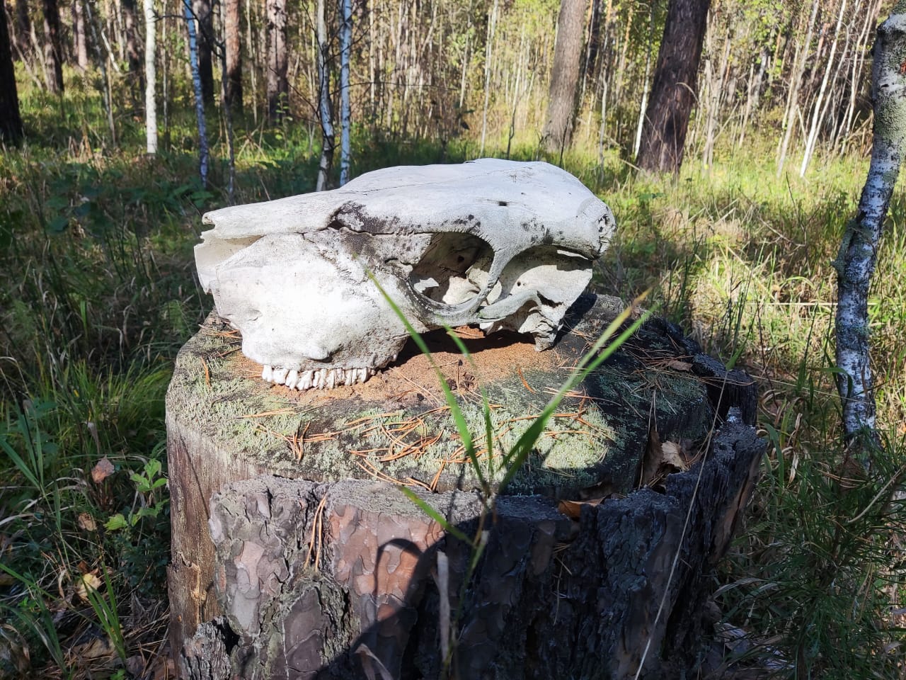 Фото: Прецедент Новосибирск