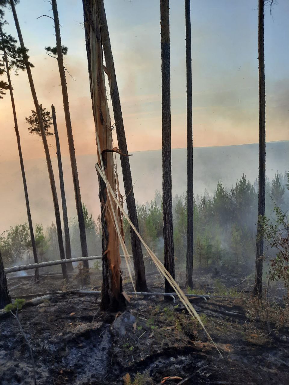 Фото: Лесопожарный центр Красноярского края