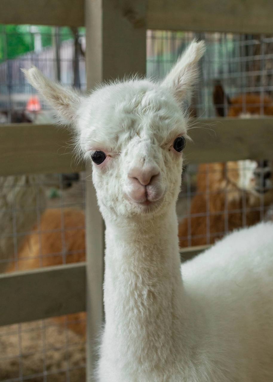 Фото: парк альпак «Пача Мама», Омск