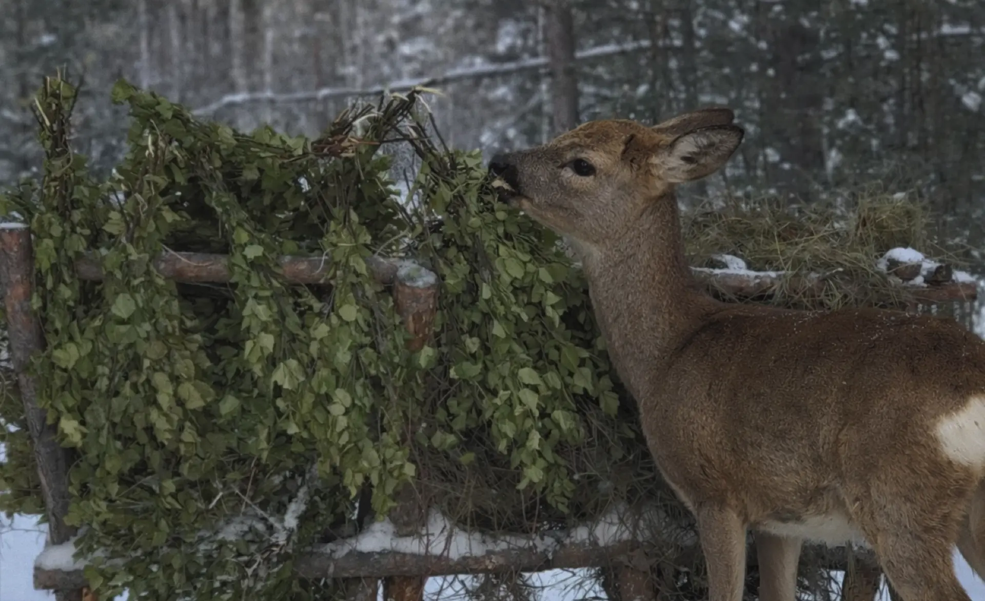 Фото предоставлено дирекцией по ООПТ Красноярского края