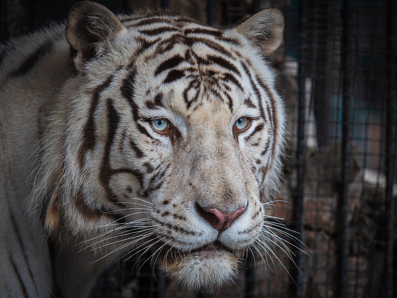 Фото: Telegram-канал «Парк «Роев ручей» Красноярск»