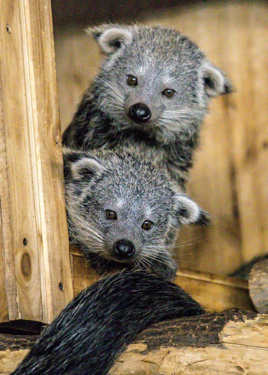 Фото: Новосибирский зоопарк