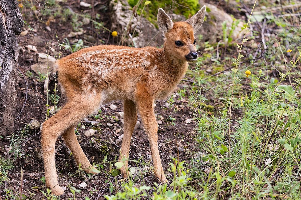 Фото: Telegram-канал «Парк «Роев ручей» Красноярск»