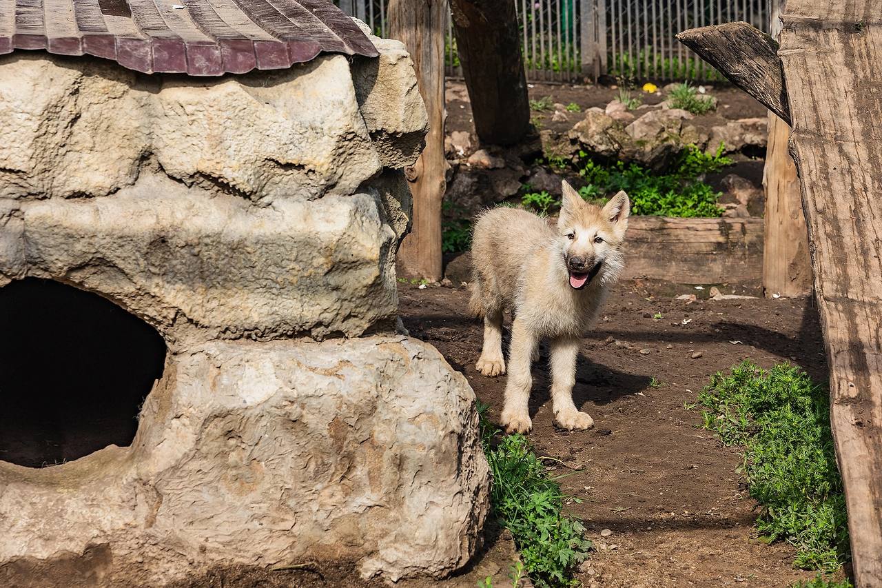 Фото: Парк «Роев ручей» Красноярск