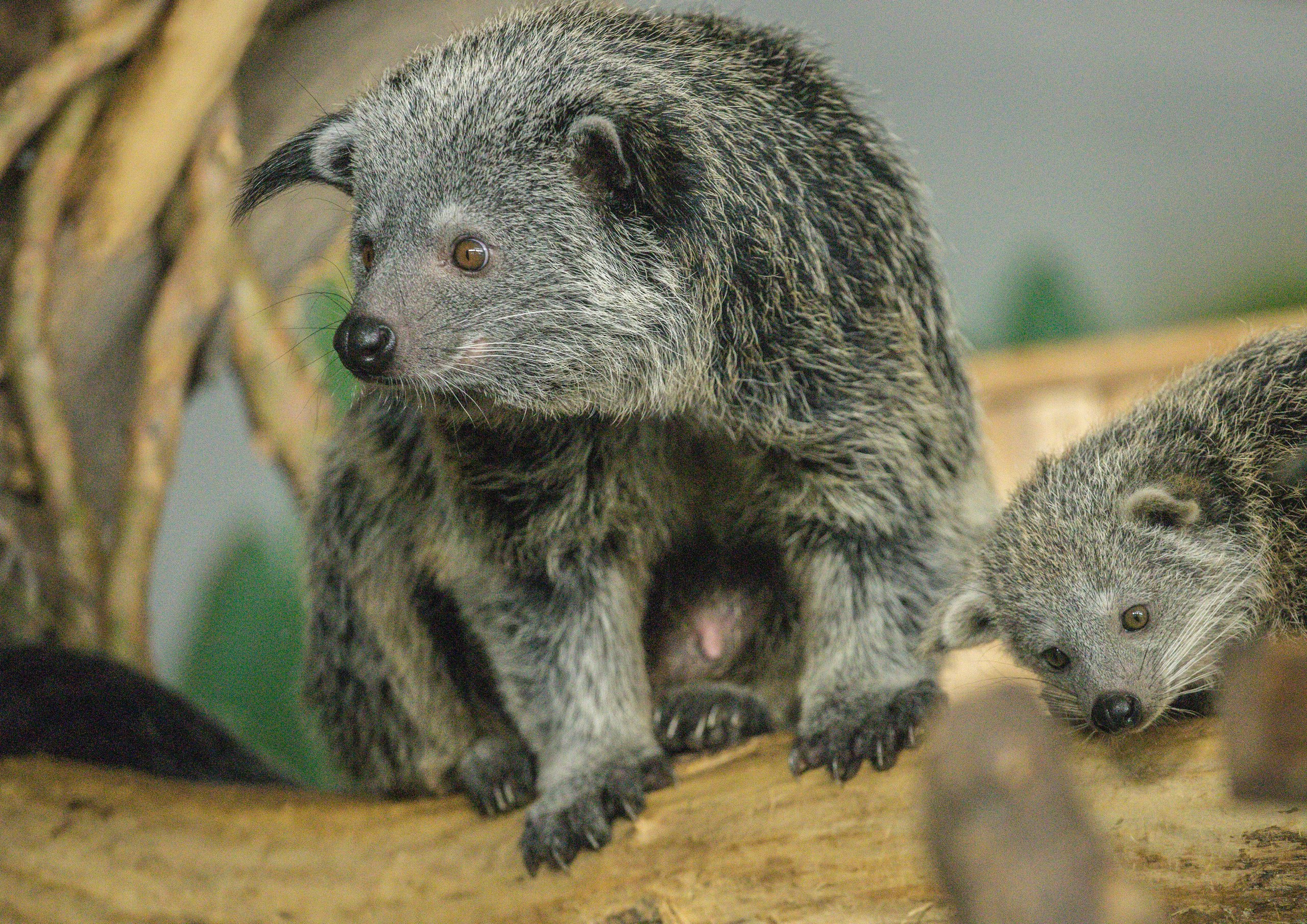 Фото: Новосибирский зоопарк