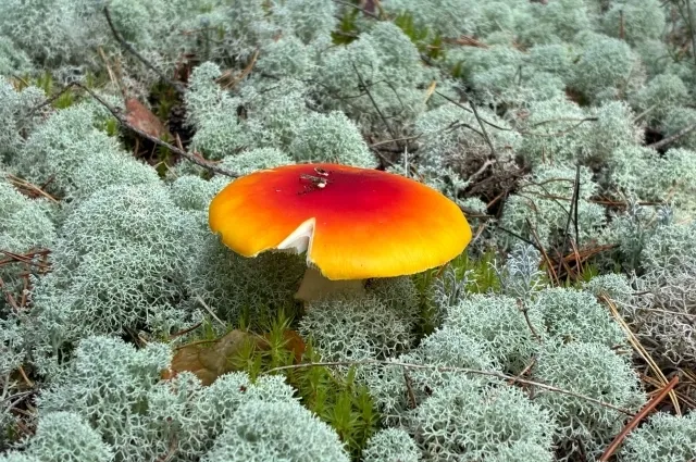 Фото: АиФ/ Анна Якурнова