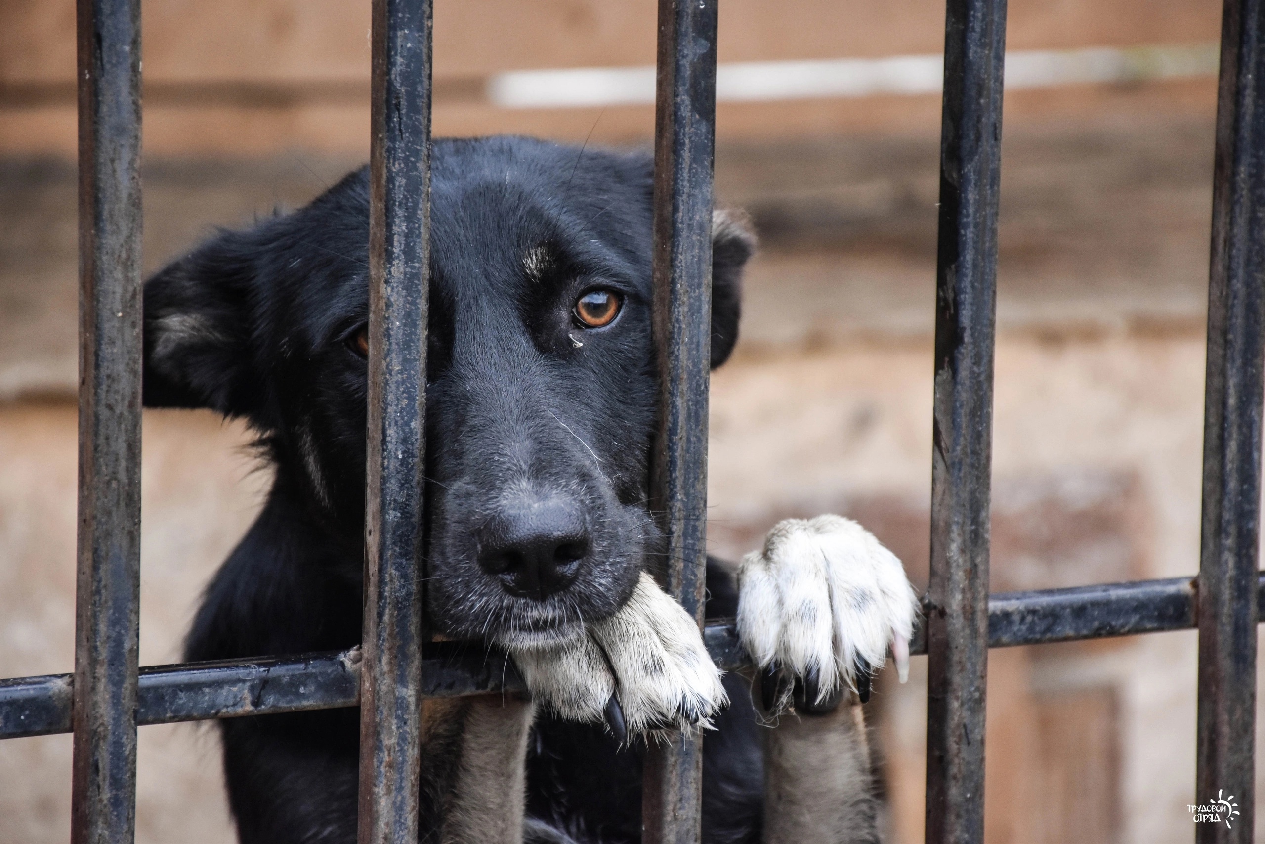 Приют для животных. Безнадзорные собаки. Бездомные животные красноярска. Бездомные животные красноярска. Собака в снегу.