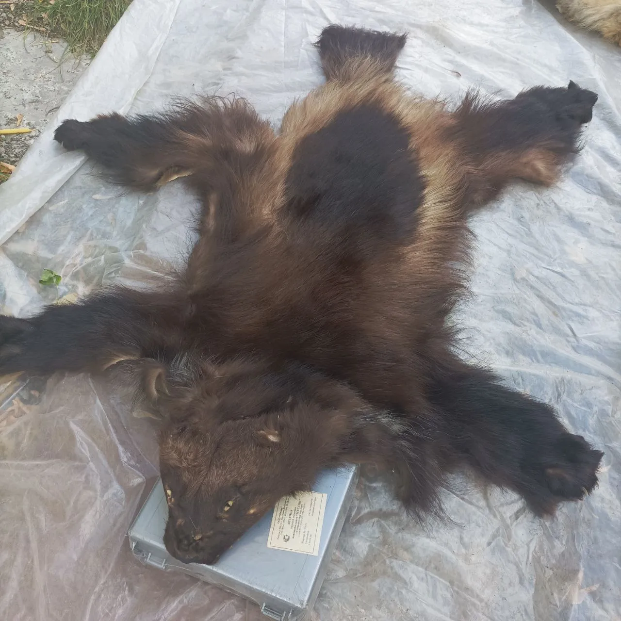 Фото: t.me / Красноярск. Объявления.