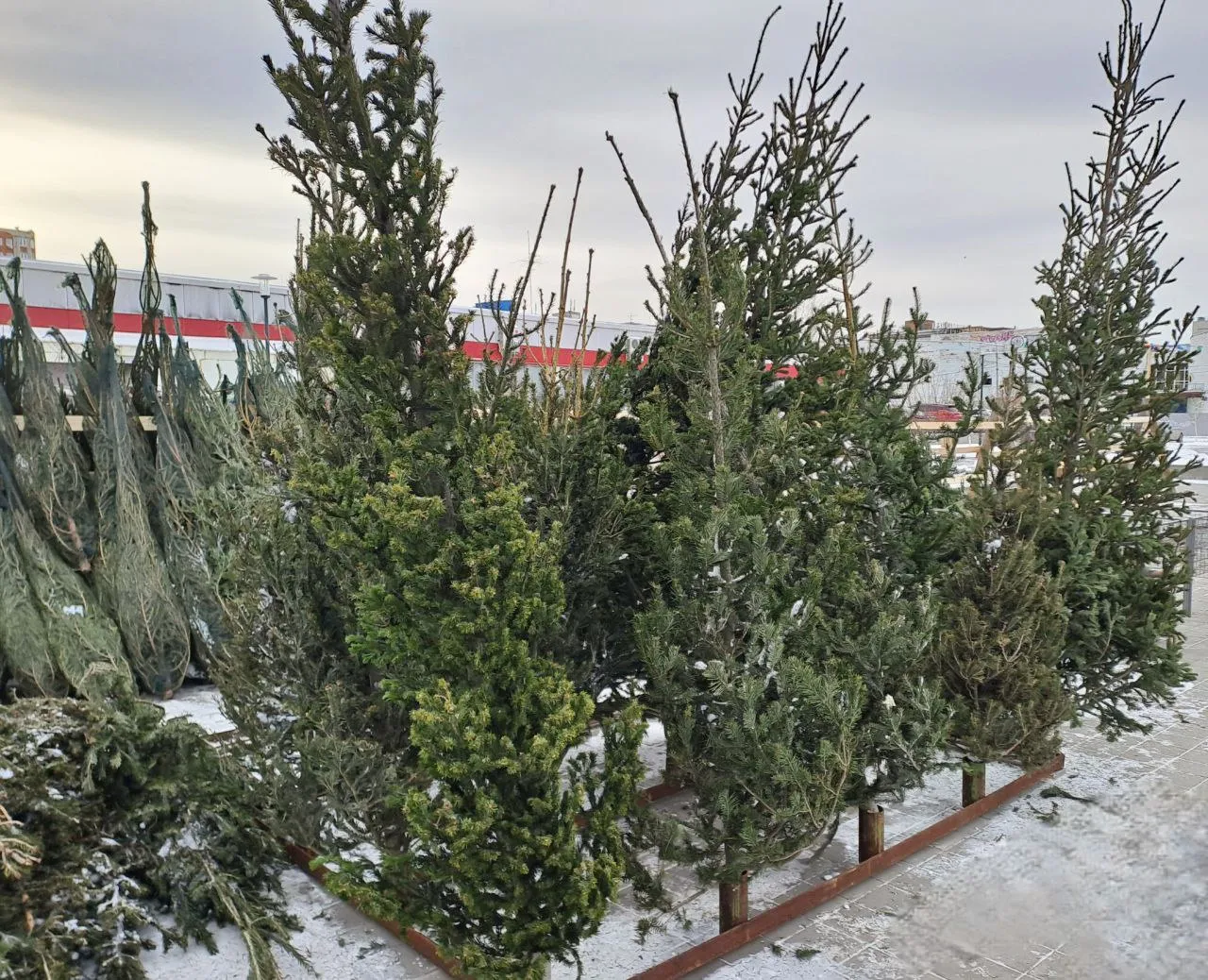 Фото: sibnovosti.ru