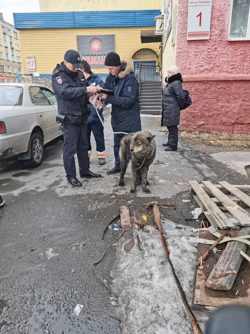 Житель Дудинки привязал волкособа Джека к машине и тащил его по дороге -  Сибновости