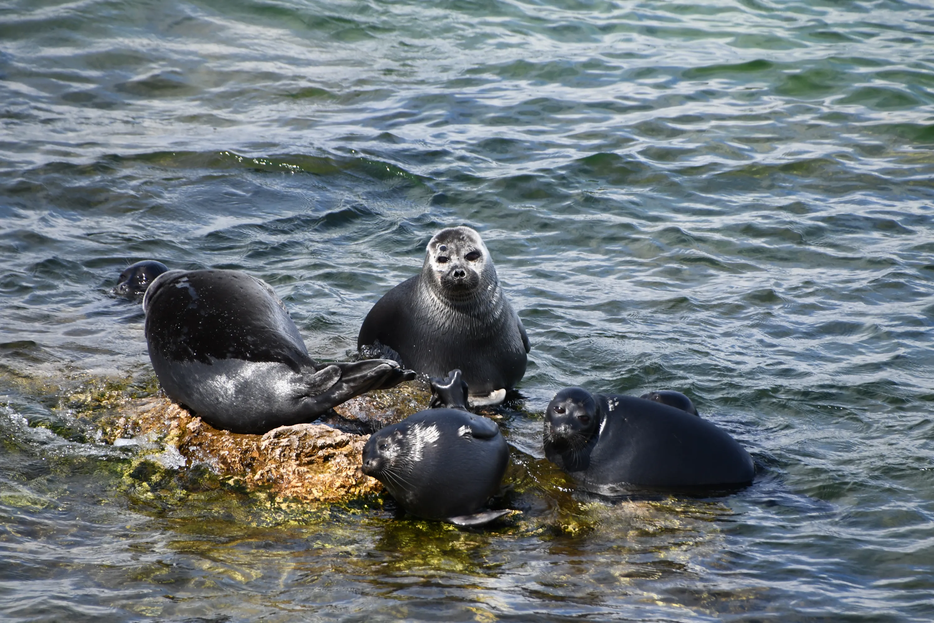 Фото: ИПЭЭ РАН