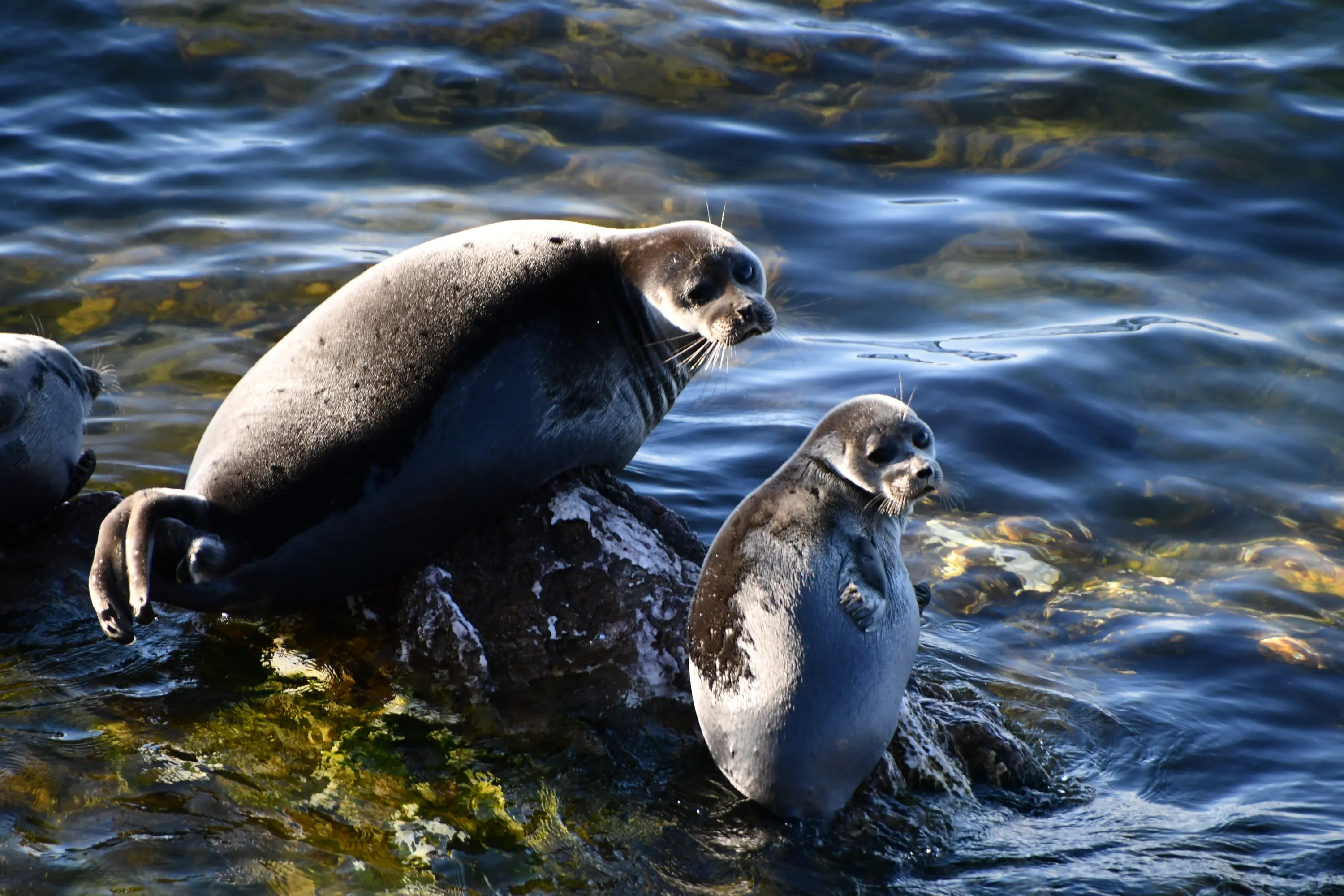 Фото: ИПЭЭ РАН